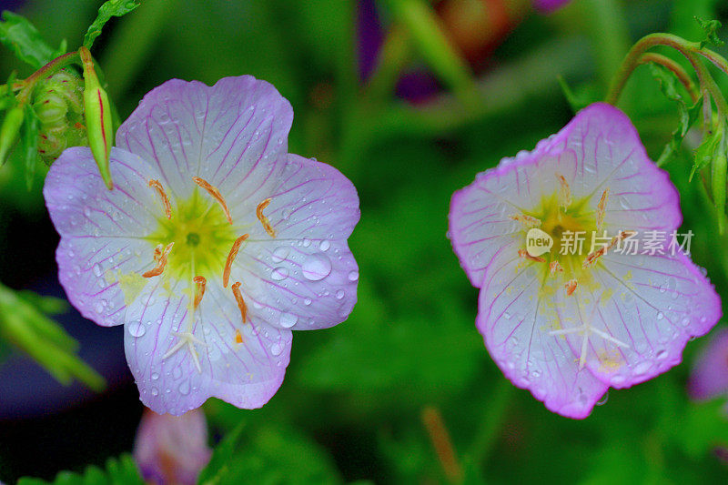 月见草/水月草/粉红女郎